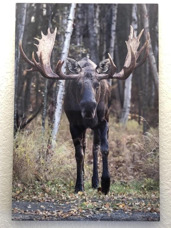 The Moose Crossing Apartment Anchorage Exterior foto